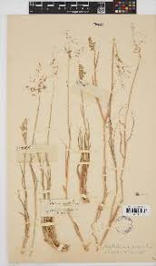 Image result for Tricholaena