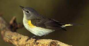 Bird With Red Spot On Head And Yellow Wings Pin On Bird 1