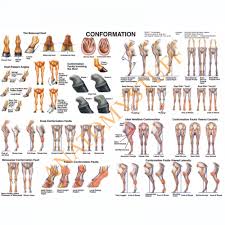 Equine Conformation Chart Horse Charts Posters Industrial