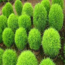 50pcs Peacock Pine Seeds Grass Plants Broom Grass Seedlings Garden Decor Bidderface Ornamental Plants Burning Bush Flower Seeds