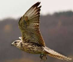 Bond Of Feathered Freinds Birds Of Prey Falcon Hawk Animals And Pets