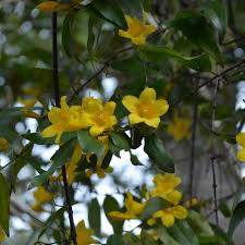 Image result for Gelsemium