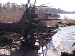 We did not find results for: How Deep Do Tree Roots Grow Deeproot Blog