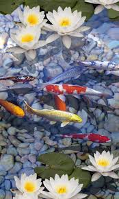 live wallpaper for android 3d fish pond