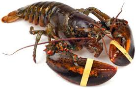 What exactly is a camel back head? Types Of Lobster Kitchensanity