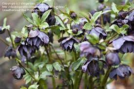 Onyx Odyssey Hellebore Lenten Rose Goth Garden Plants