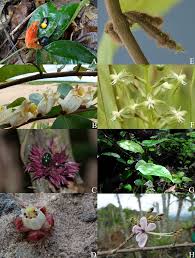 Image result for Ascolepis erythrocephala