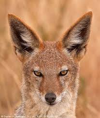 Black Backed Jackel Silver Backed Jackel Or Red Black Backed Jackal Wild Dogs Animals