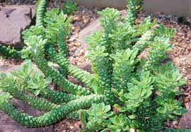 Image result for Monadenium friesii