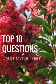 One method might work better for some gardeners while another method might be easier for some. Top 10 Questions About Crepe Myrtle Trees Gardening Know How S Blog
