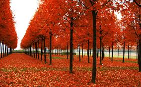 Check spelling or type a new query. Autumn Wallpapers Download Group 85