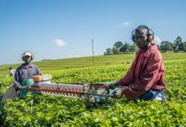Agricultural innovation for family farmers: Africa S Agribusiness Sector To Reach Us 1 Trillion By 2030
