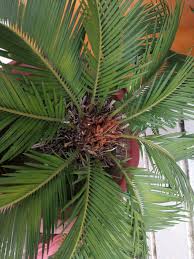 We did not find results for: How To Deal With Common Sago Palm Pests Diseases Gardener S Path