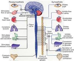 The cell body is located in either the brain or spinal cord and projects directly to a skeletal muscle. The Autonomic Nervous System Of The Heart Springerlink