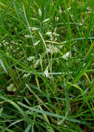 Image result for Poa leptoclada