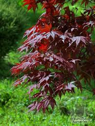 Acer Palmatum Fireglow From Burncoose Nurseries Acer Palmatum Plants Acer