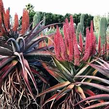 Image result for Aloe christianii