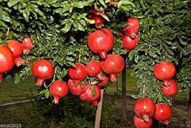 Pomegranate tree if grown under optimal conditions, live up to 200 years. Punica Granatum 30 Pomegranate Tree Seed Easy To Grow Makes Great Jams Gardening Patio Lawn Garden Urbytus Com