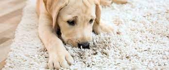 krovavyj ponos i rvota u sobaki ajbolit plyus set veterinarnyh klinik