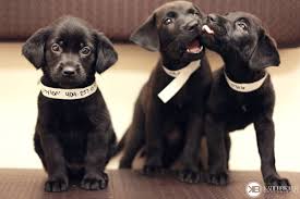 Labrador retrievers have proven time and time again that they are the most beloved dog breed in the world. Pin On Animals