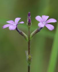 Image result for Buchnera