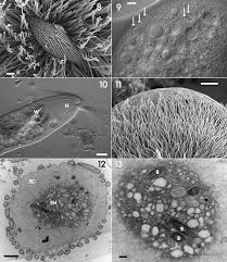 Image result for Ptycholobium