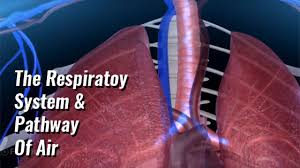 The airway, which includes the nose, mouth, pharynx, larynx, trachea, bronchi, and bronchioles, carries air between the lungs and the body's exterior. The Respiratory System Diagram Structure Function