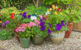50cm high x 60cm wide; Container Gardening How To Grow Flowers In Pots Today S Homeowner