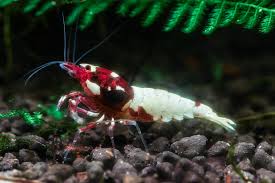100 million people download this game.you can download this game google play store. My Home Bred German Spotted Head Red Pinto Shrimp Gotta Clean The Glass Better Happy Friday Everyone Shrimptank