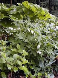 Image result for Bonamia spectabilis