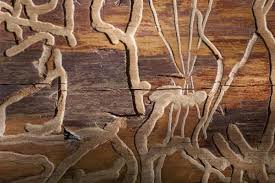 Woodworm Pattern Pattern Moose Art Art