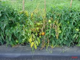 Image result for tomato seedling fusarium wilt