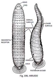 Structure of Cattle Leech (Hirudo) | Zoology
