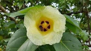 Image result for Thespesia populneoides