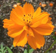 Cosmos Sulphureus Sulphur Cosmos Go Botany
