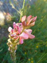 Sainfoin Ou Escarpette Vacances Montagne Planter Des Fleurs Station De Montagne