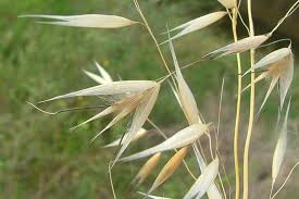 Image result for Grona barbata