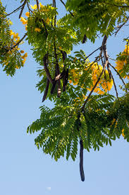 This tall tree from australia is found in the species is endemic to southern california. A Nice Ring To It The Gold Medallion Tree Lights Up The Streets Of Southern California The Horticult