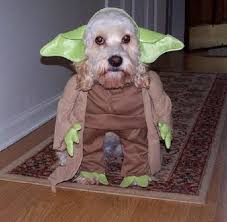 It S Star Wars Day May The 4th Be With You Dog Costumes Funny Star Wars Dog Costumes Cute Dog Costumes