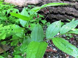 Image result for Jasminum streptopus