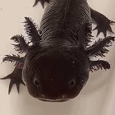 When an axolotl is held with a lead on the ground, it begins walking at an. White Axolotl Tumblr Posts Tumbral Com
