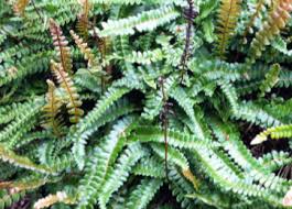 Image result for Blechnum