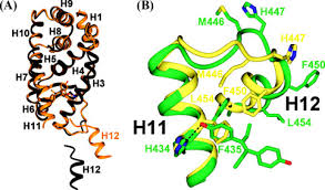 Pettersson (sd) har lämnat in ett nämndinitiativ där han föreslår att ungdomens hus inställning till politisk extremism utreds. Structural Basis For The Deactivation Of The Estrogen Related Receptor G By Diethylstilbestrol Or 4 Hydroxytamoxifen And Determinants Of Selectivity Journal Of Biological Chemistry