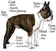 Tα χαρακτηριστικά του Boston Terrier...