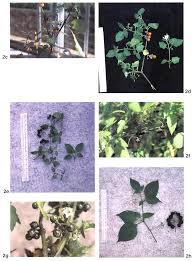 Image result for Solanum grossidentatum