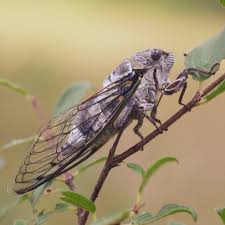 Cicadas spend most of their life underground. If Cicadas Come Out Once Every 17 Years Why Do You See Them Every Summer Nature And Wildlife Discovery