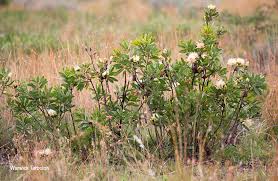 Image result for Protea welwitschii