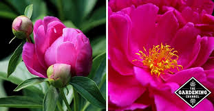 And then, collect the seeds. How To Grow Peonies Gardening Channel