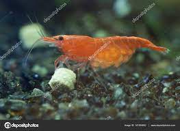 Pregnant red cherry shrimp Stock Photo by ©MarlonnekeWillemsen 141164910