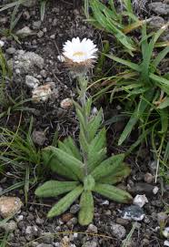 Image result for Athrixia